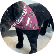 Maroon Labrador Campus pet bandana